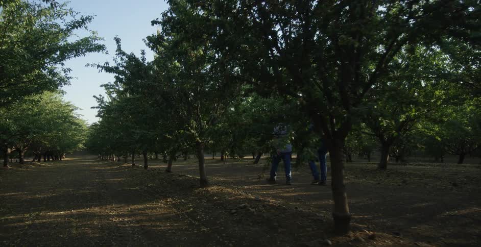 Two men wearing jeans and shirts walk in large yard with green trees