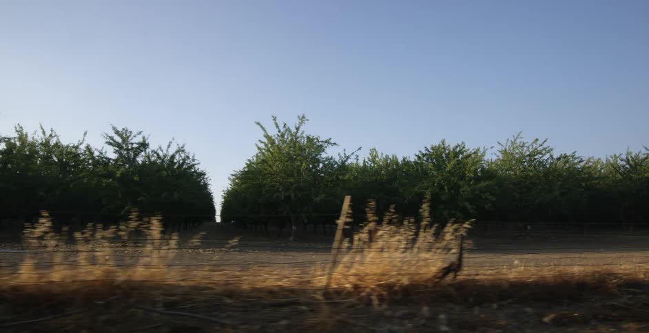Rows of trees growing near a dirt road in a rural orchard