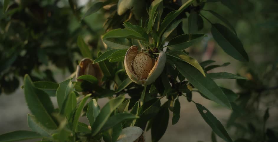 The farm is full of pecan plants