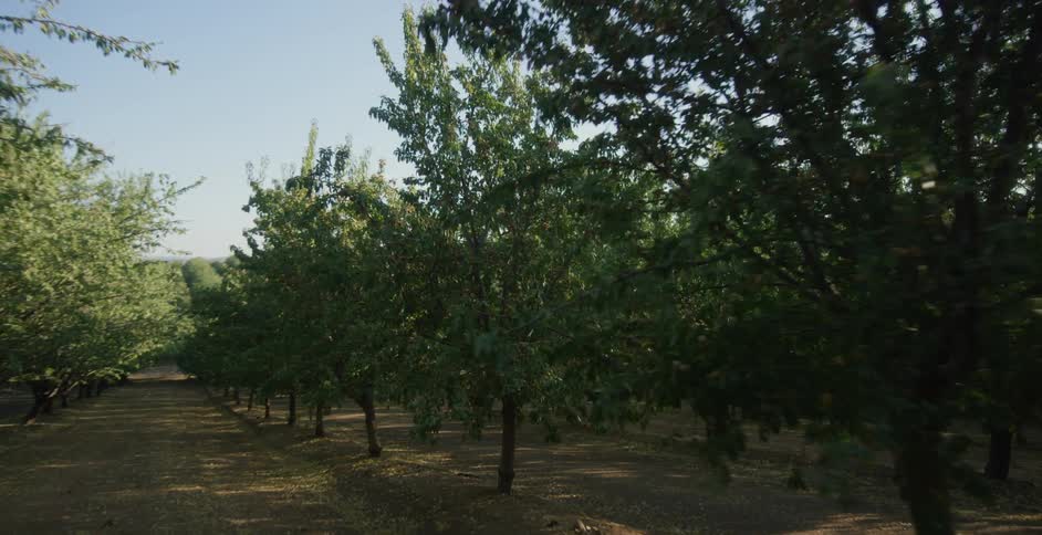 The trees are all lined up in the forest