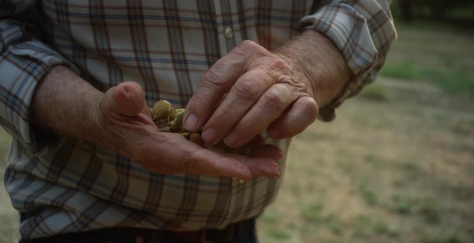 Man in plaid shirt holds almonds in hand in yard