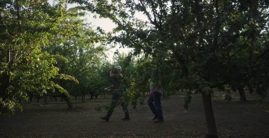 Two men are walking in slow motion amongst several of the same type of trees