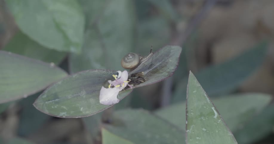 A snail crawls along the edge of a leaf