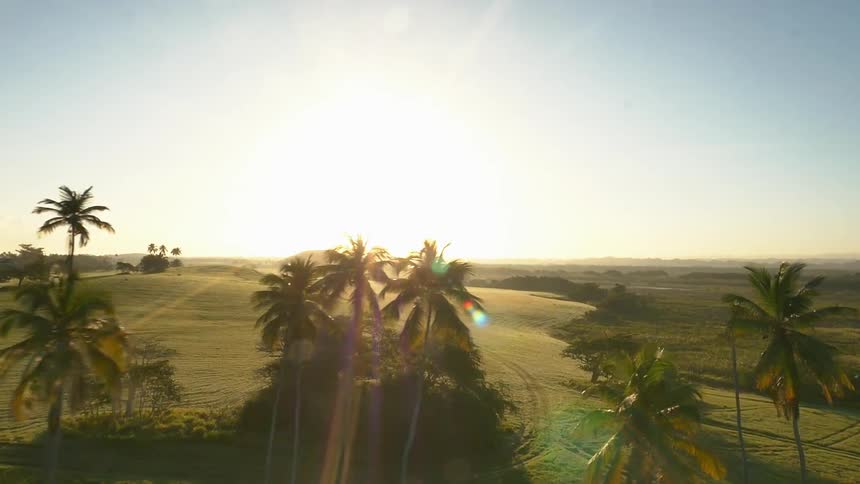 A hill with palm trees on a sunny day