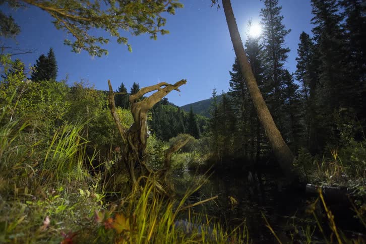 Sun rising over a wooded grassy area