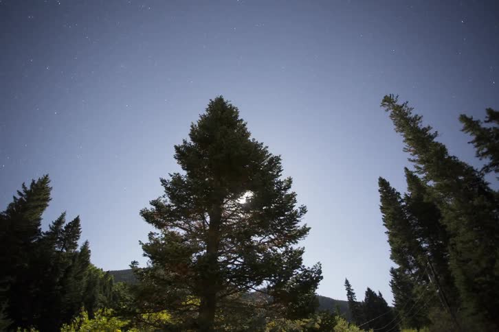 The sun peeks through the branches of a large pine tree
