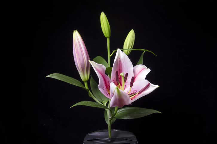 A lily flower bud opens