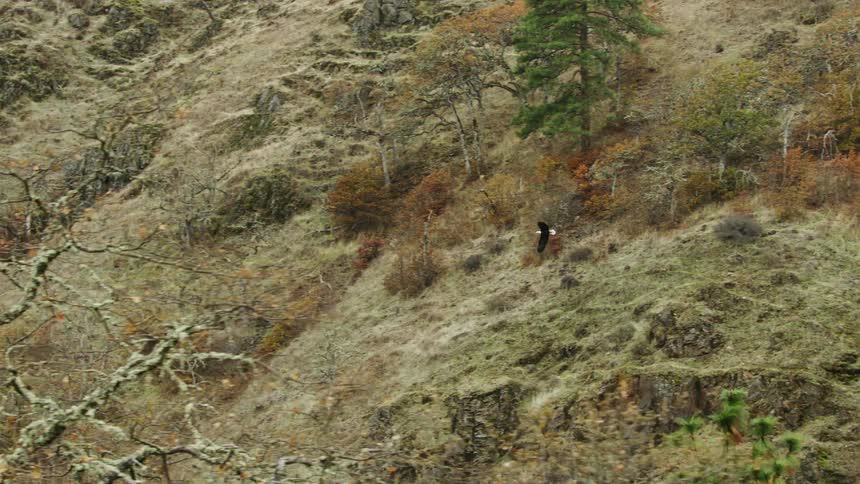 A bald eagle flying above a mountain slope above brown brush and bare trees