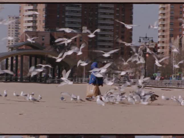 A person wearing a blue coat walking through a flock of seagulls