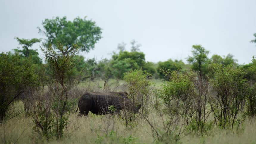 A wild Rhino walking across a field and dry meadow grasses wile on safari deep in the wilderness and backcountry of South Africa exploring the big five game animals