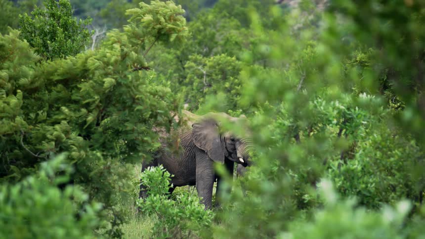 The wind whips through trees as an elephant grazes leaves at Kruger National Park in South Africa