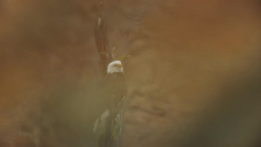 A bald eagle rests on the branch of a tree snag as seen from the window of a passing car