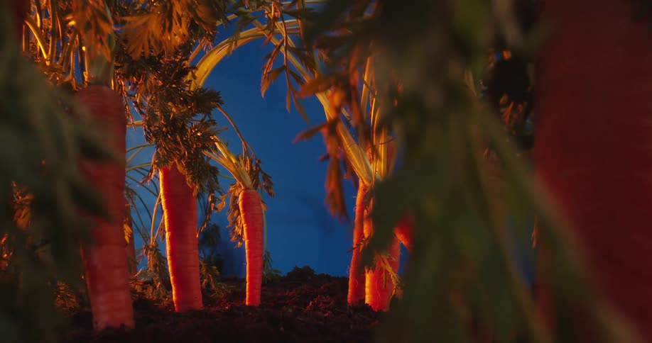 Bright orange carrots growing out of the soil against a deep blue sky