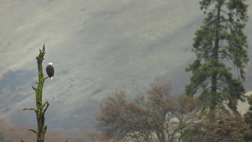 A bald eagle sits perched on a top branch of a dead tree overlooking mountain slopes and trees