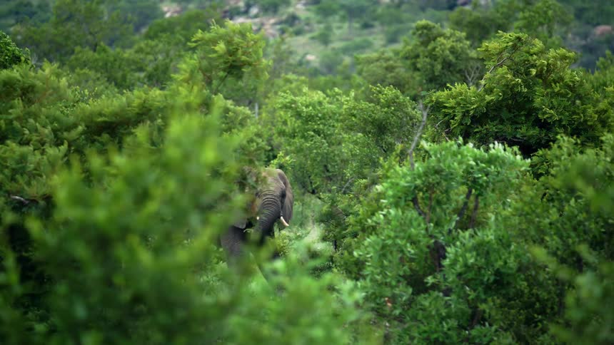 African elephant eats branches in the green forest using its trunk in South Africa