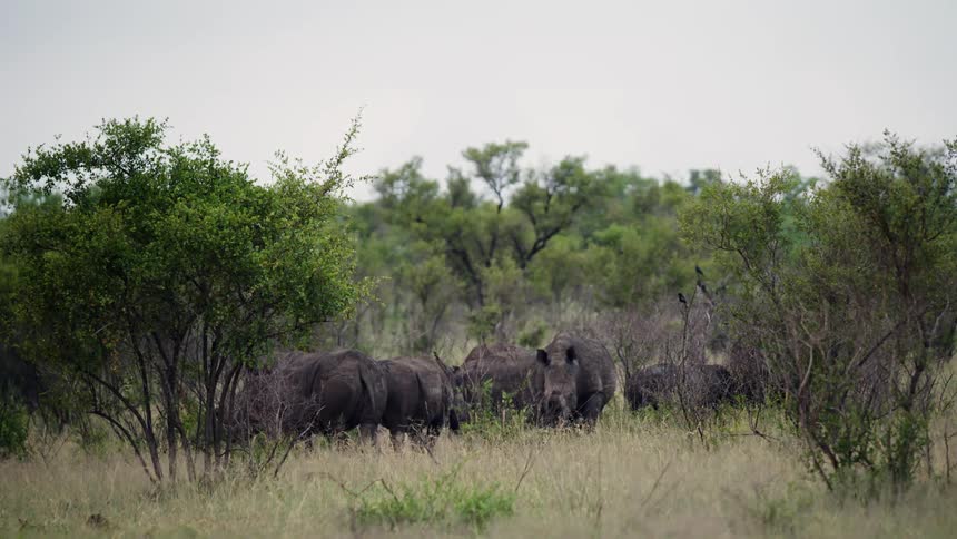 Wild Rhinoceroses graze on grass deep in the wilderness of South Africa while on safari exploring the big 5