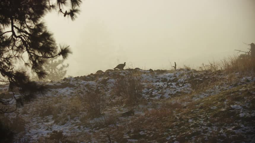 The silhouette of wild turkeys walking along a snow dusted grassy ridge