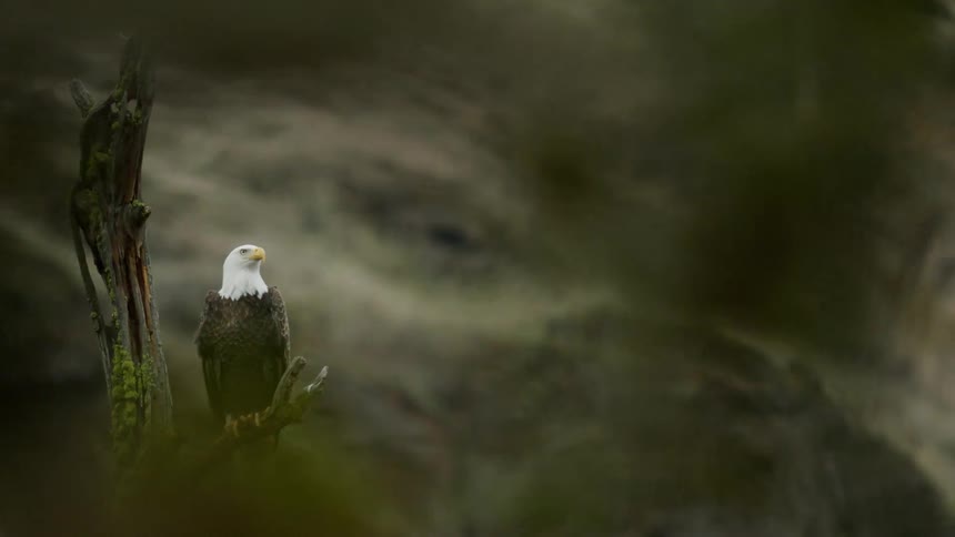 Bald eagle perched on moss covered tree snag as seen from the window of a passing car