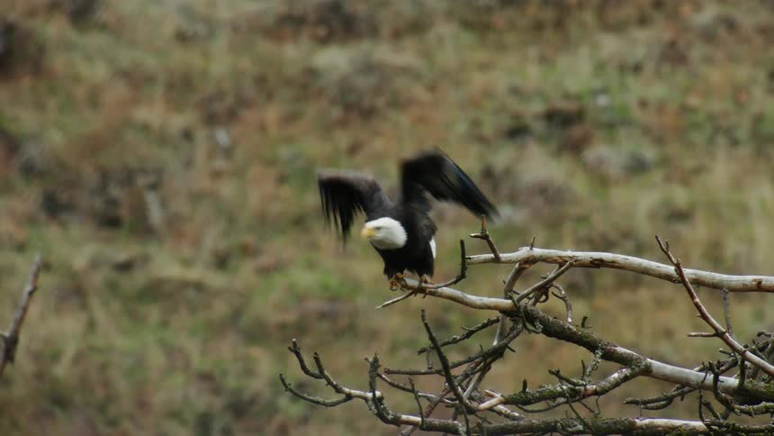 A Bald Eagle perches on tree branch and flies off camera in slow motion