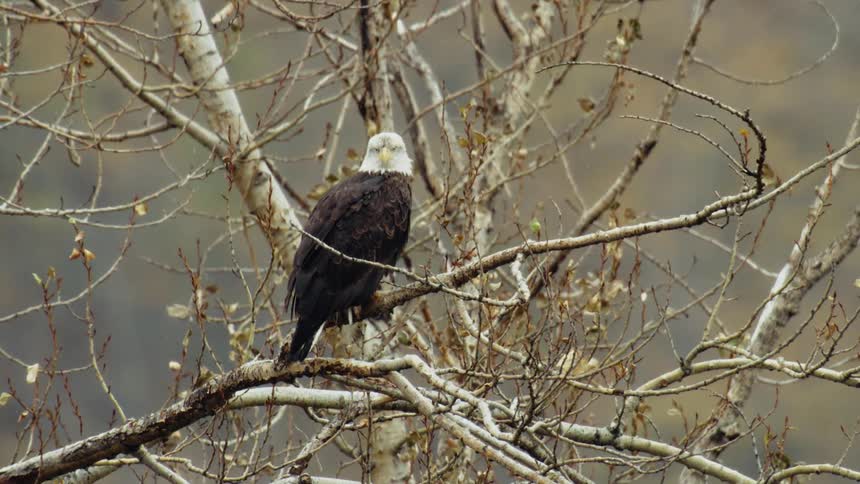 A bald eagle perched on a tree branch in nature during the early spring season
