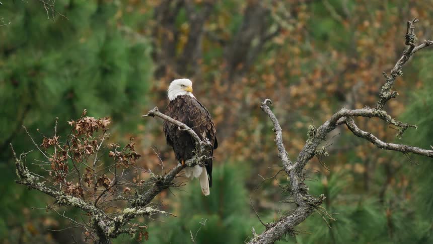A bald eagle perched on a tree branch in nature as the camera very slowly dollies to the right
