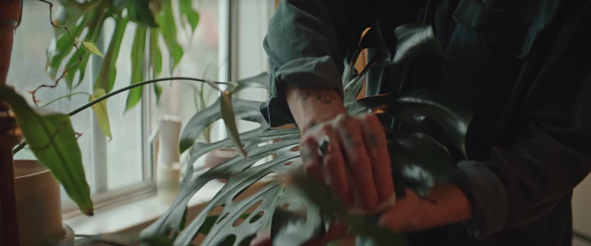 A person is standing over a plant and wiping the large leaves with a cloth