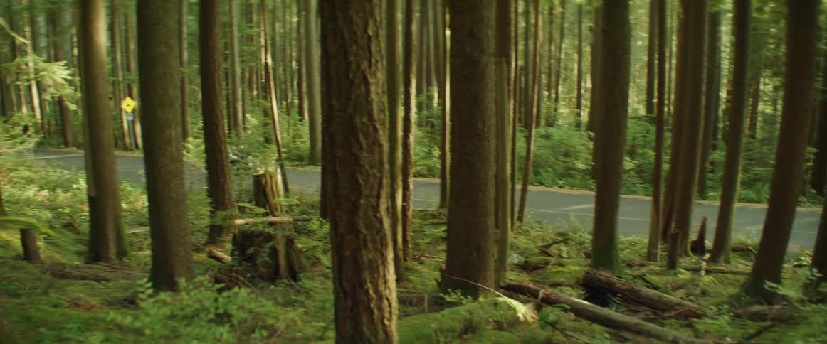 A person rides their motorcycle on a scenic road through a dense forest