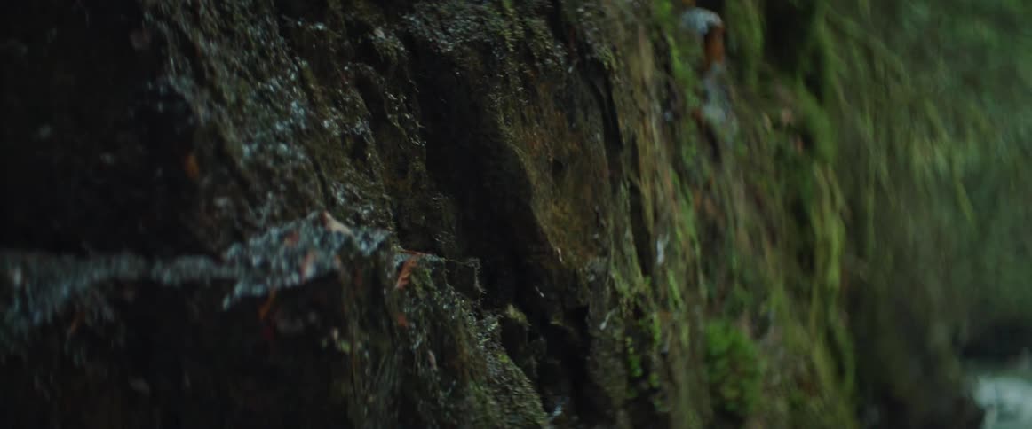 A wet moss covered rockside