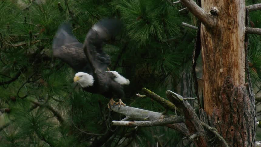 Tight shot of a bald eagle sitting on a tree branch and spreads its wings as it flies away in slow motion