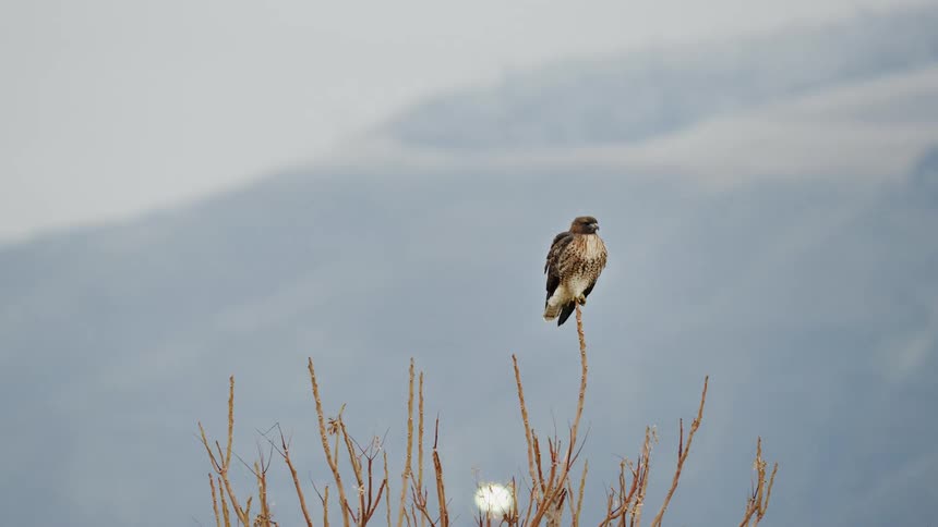 An orbiting shot of a Red Tail Hawk perched on top of a willow branch with tall mountains in the background