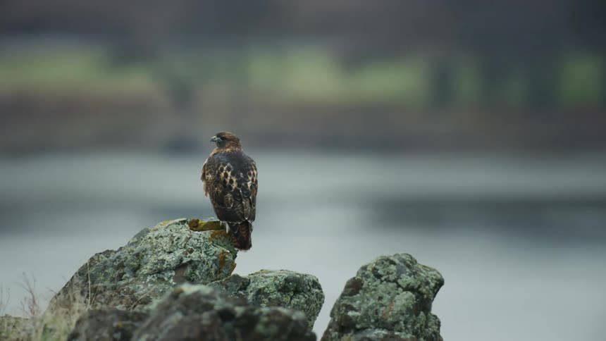 A Red Tail Hawk sitting on a rock across with a river and city lights in the background