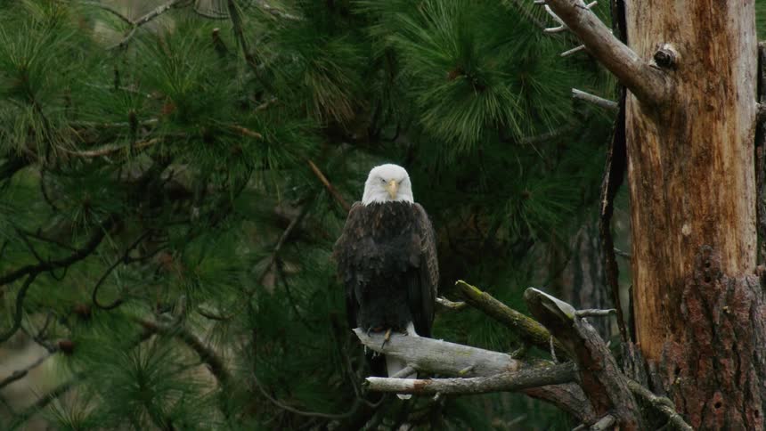 A bald eagle perched in a tree looking around its surroundings surveying the landscape