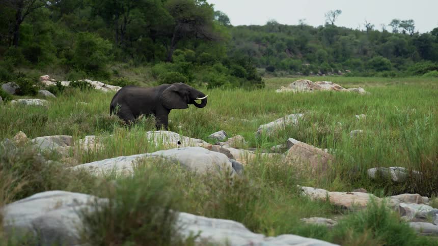 An elephant is in a field lifting its trunk to its mouth drinking water as seen from a safari far in the backcountry bush in South Africa