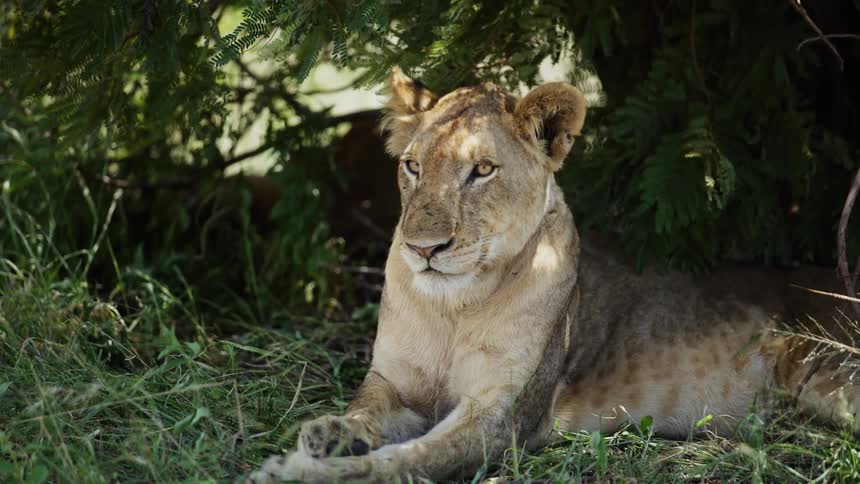 A lion is lying in the grass under trees looking starring straight into camera, in the background another lion lifts its head after snoozing and taking a nap