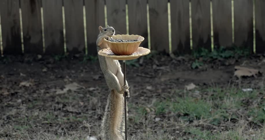 A squirrel climbs up a pole onto a feeding bowl