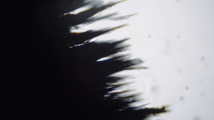 Black streaks branch out and move as they spread across the white surface