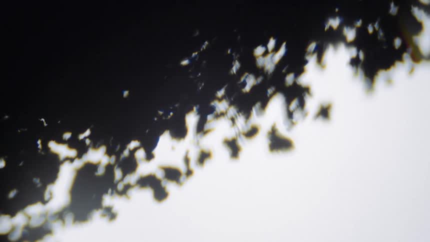 Anup close of leaves on a tree falling