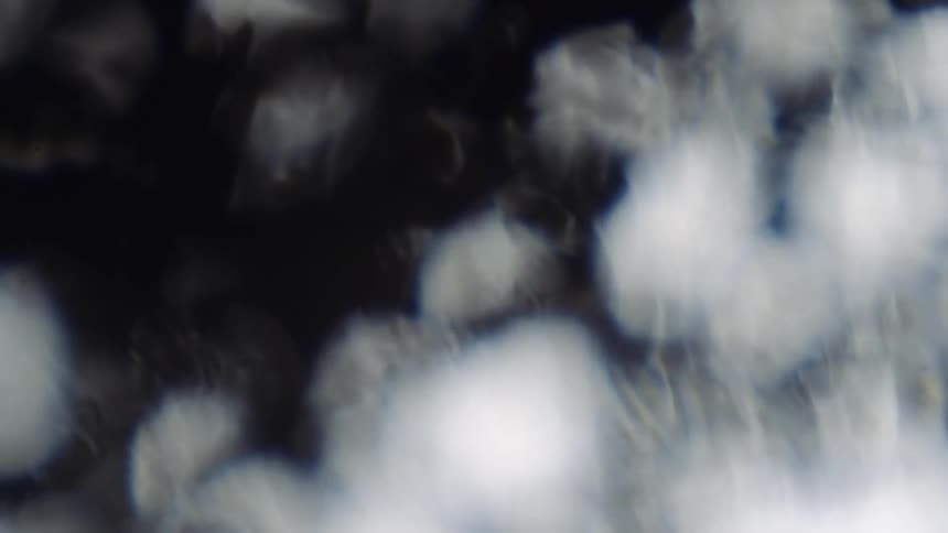 Blurry out of focus footage of the silhouette of tree branches waving in the wind