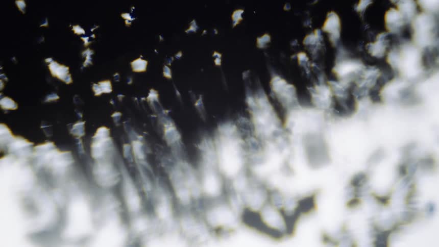 Close up of the silhouette of a bush reflecting on a puddle outdoors