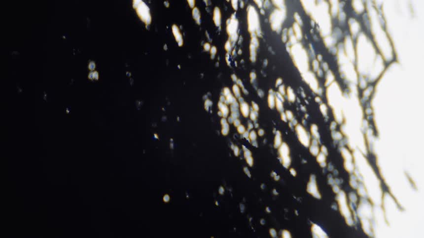 A silhouette of a pine tree against a white sky