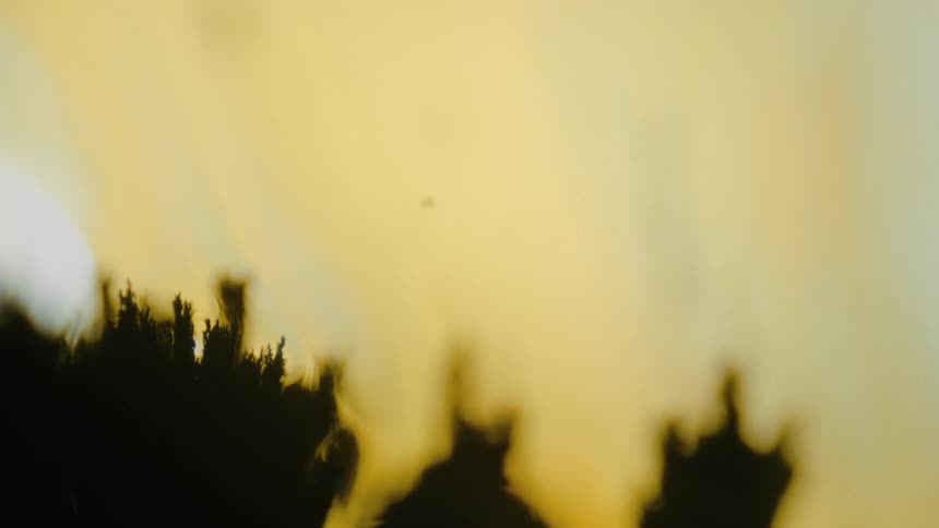 The grass moves in the blur