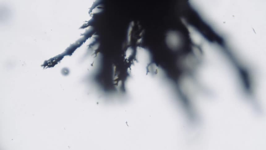 An up close of plant vegetation