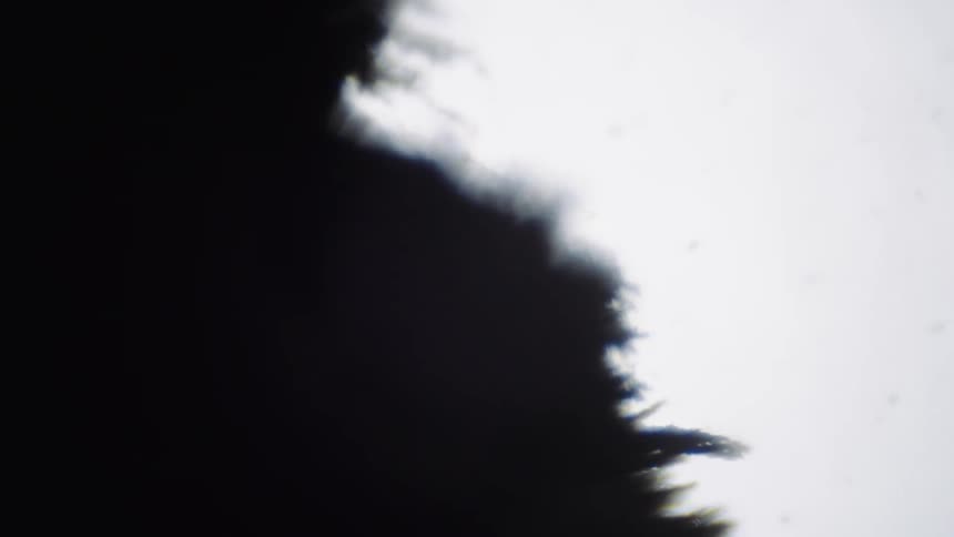 The black tendrils move around