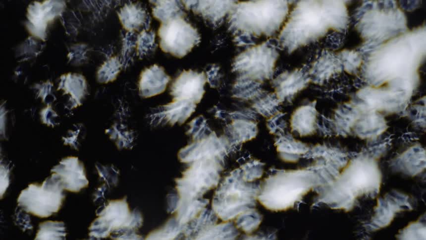 A clear substance ripples as it moves over illuminated white objects