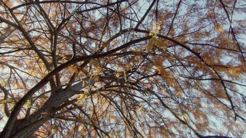 Trees with fall foliage stand near tree with green leaves