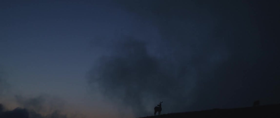 Deer walk up a mountain at night