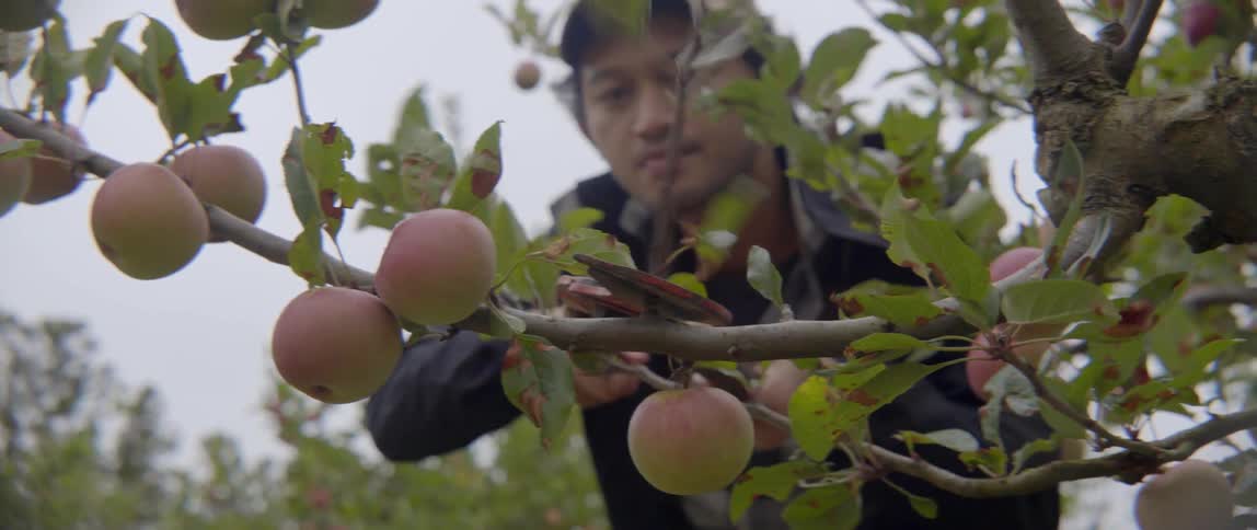 Skilled worker pruning branches in a fruit grove to improve apple tree health.
