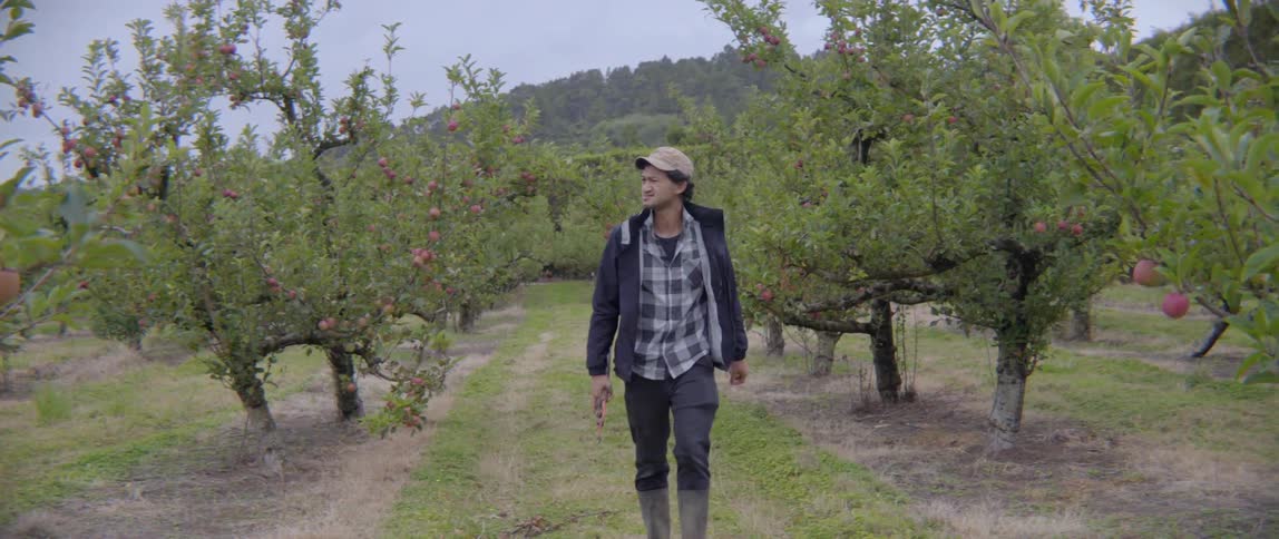 Male orchardist walking between rows of apple trees with gardening tools in hand.