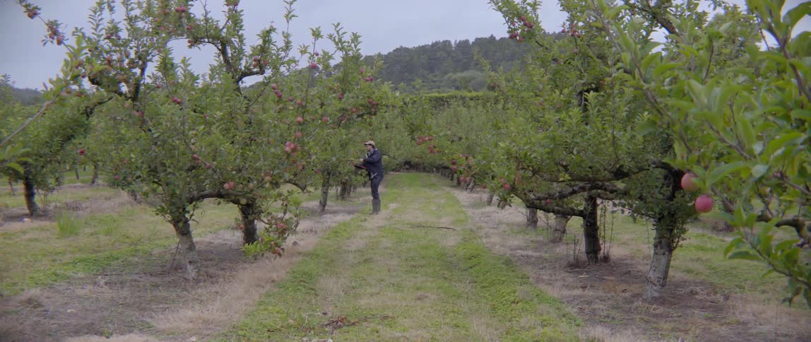Male farmer trimming excess branches to ensure a healthy apple crop in the orchard.