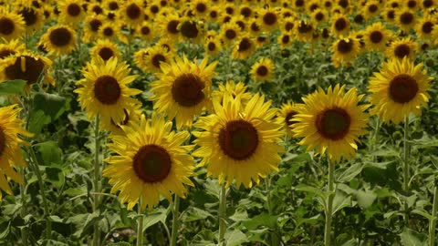 Sunflowers sway in the wind in a field during the day